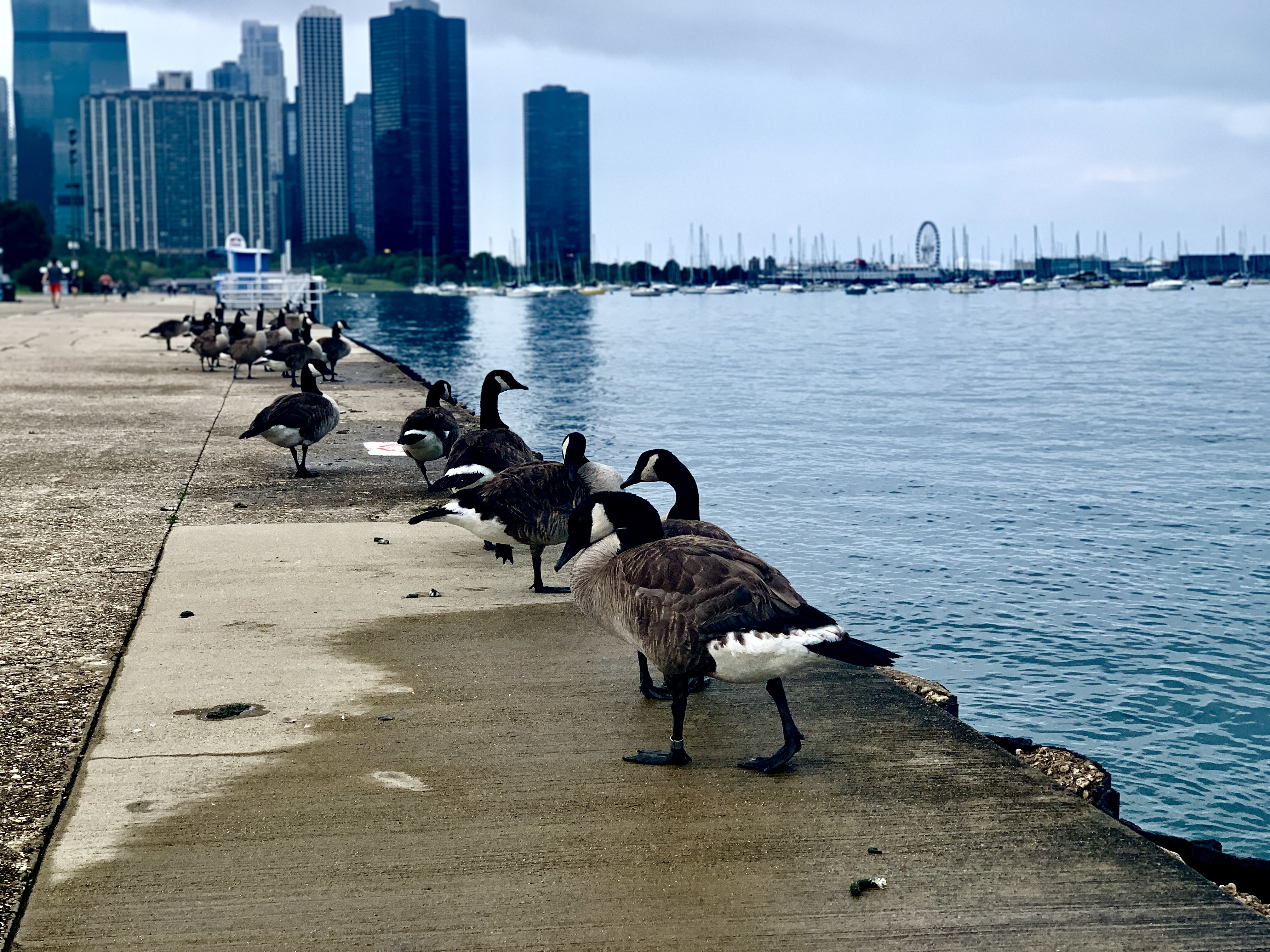 Geese walking along Lake Michigan